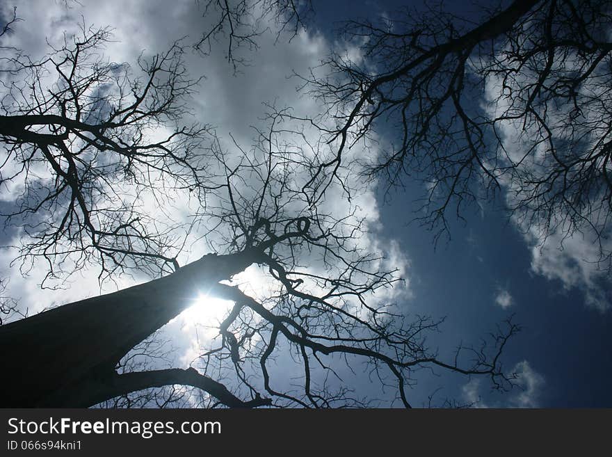 Deciduous teak trees in timber-producing areas Randublatung, Blora, Indonesia