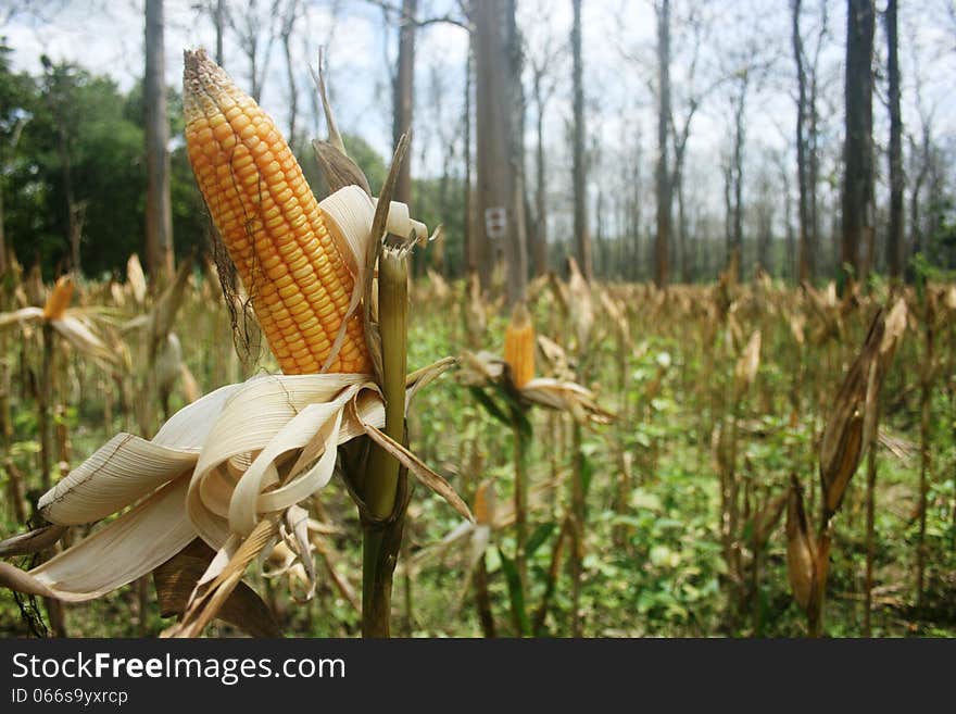 Corn plant in the jungle in indonesia