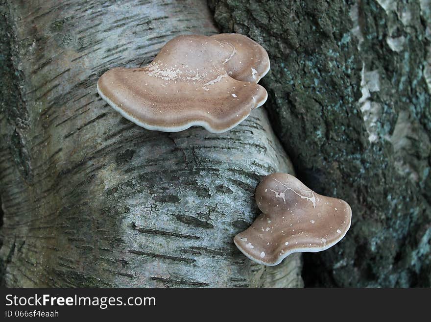 Two Bracket Fungi Growing on a Silver Birch Tree Trunk. Two Bracket Fungi Growing on a Silver Birch Tree Trunk.