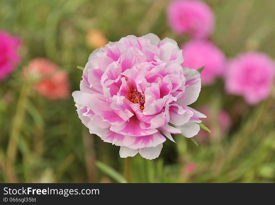 Pink flower in the garden