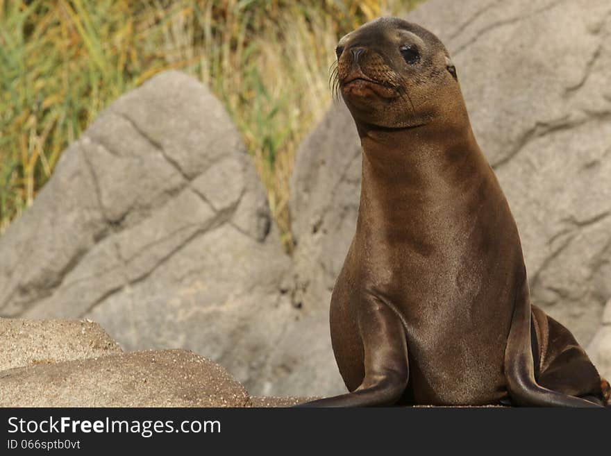 Seal pup on a rock looking cute. Seal pup on a rock looking cute