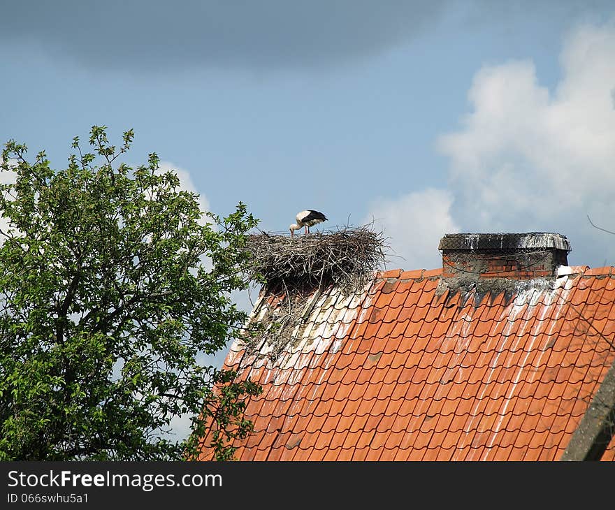 Stork nest