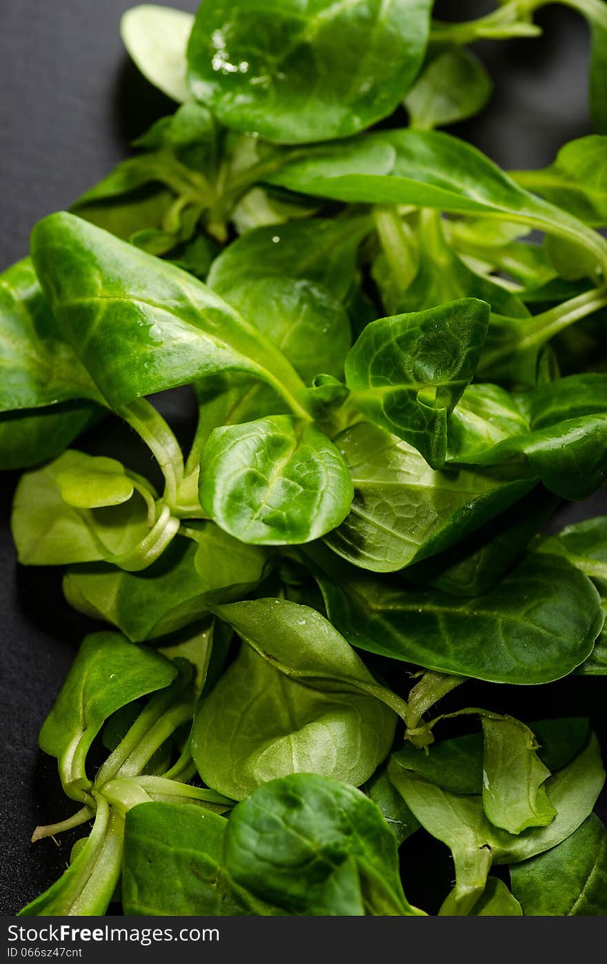 Lambs Lettuce Texture