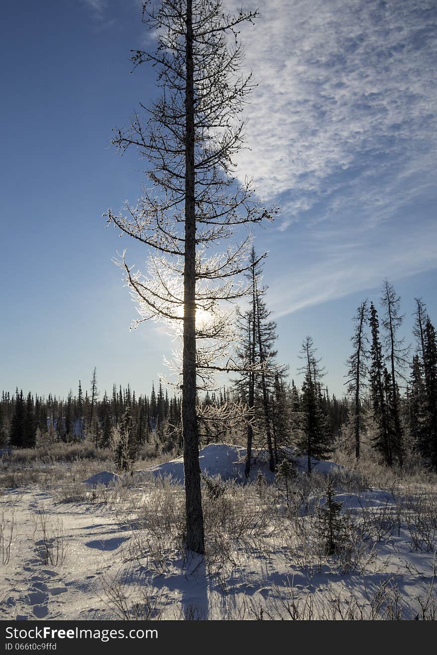 Larch against the sun in Yamal tundra