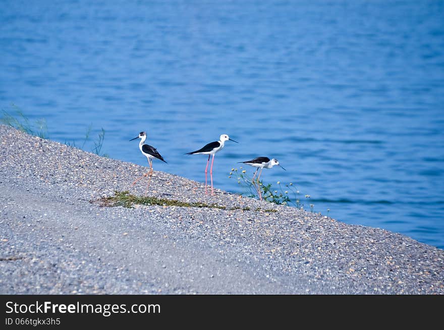 Black-winged stilt