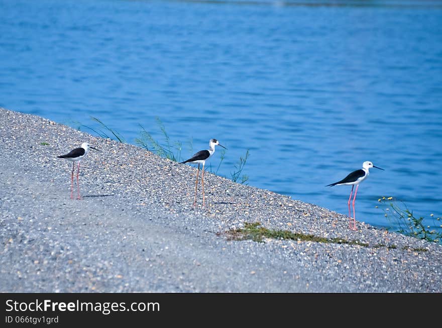 Black-winged stilt