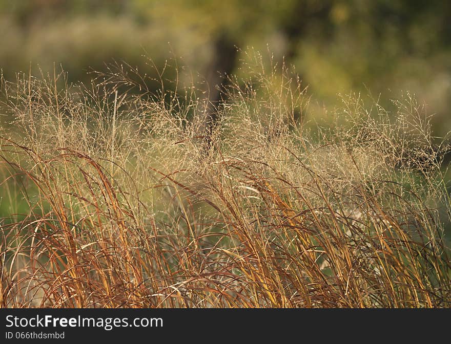 Autumn colors prairie grass detail for soft background. Autumn colors prairie grass detail for soft background