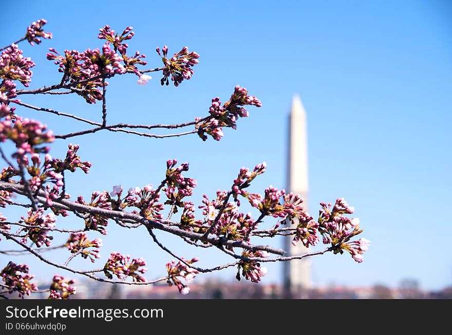 Springtime in Washington DC. Cherry Blossom time with the Washington Monument on the background. Springtime in Washington DC. Cherry Blossom time with the Washington Monument on the background