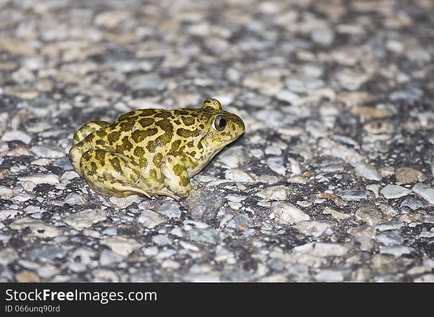 Syrian Spadefoot Frog&x28;Pelobates Syriacus&x29;