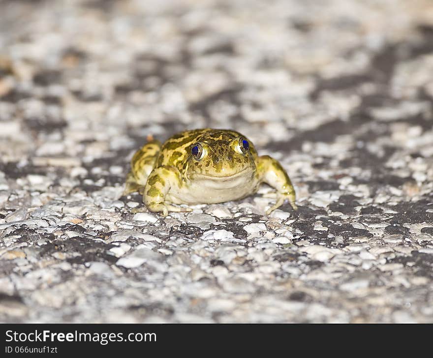 Syrian Spadefoot Frog &x28;Pelobates syriacus&x29