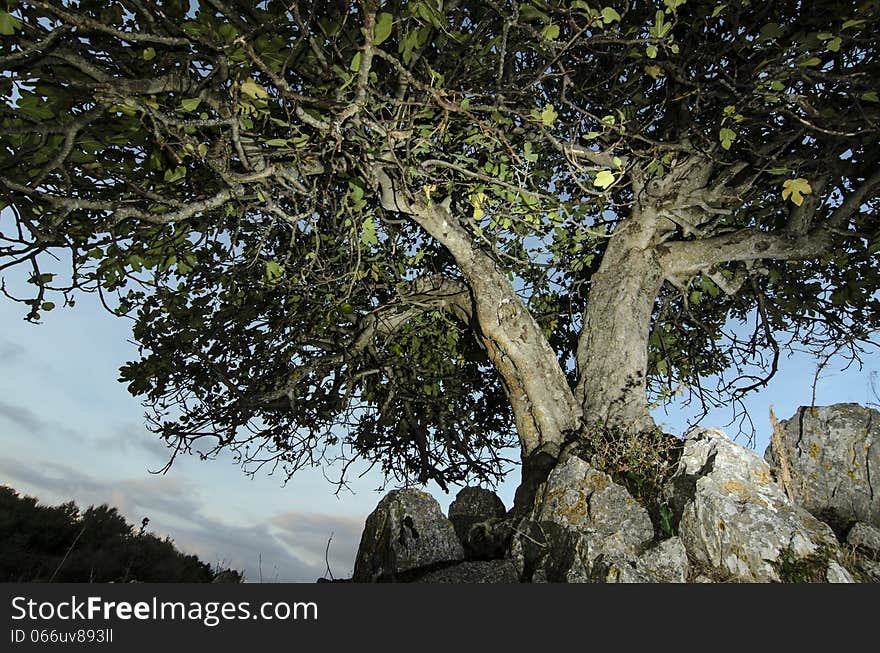 Common fig grown over the rocks in the mountains.