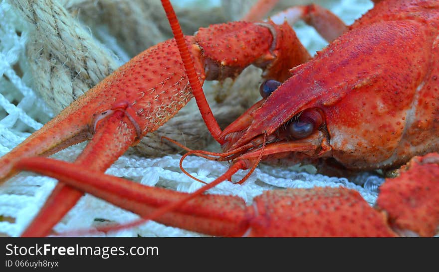 Boiled cancer background invertebrate delicatessen