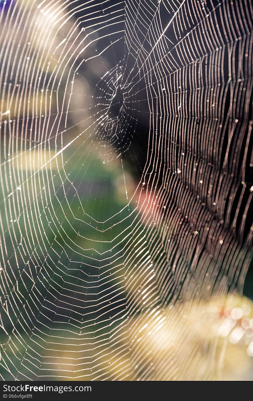 Spider web in sharp sunlight