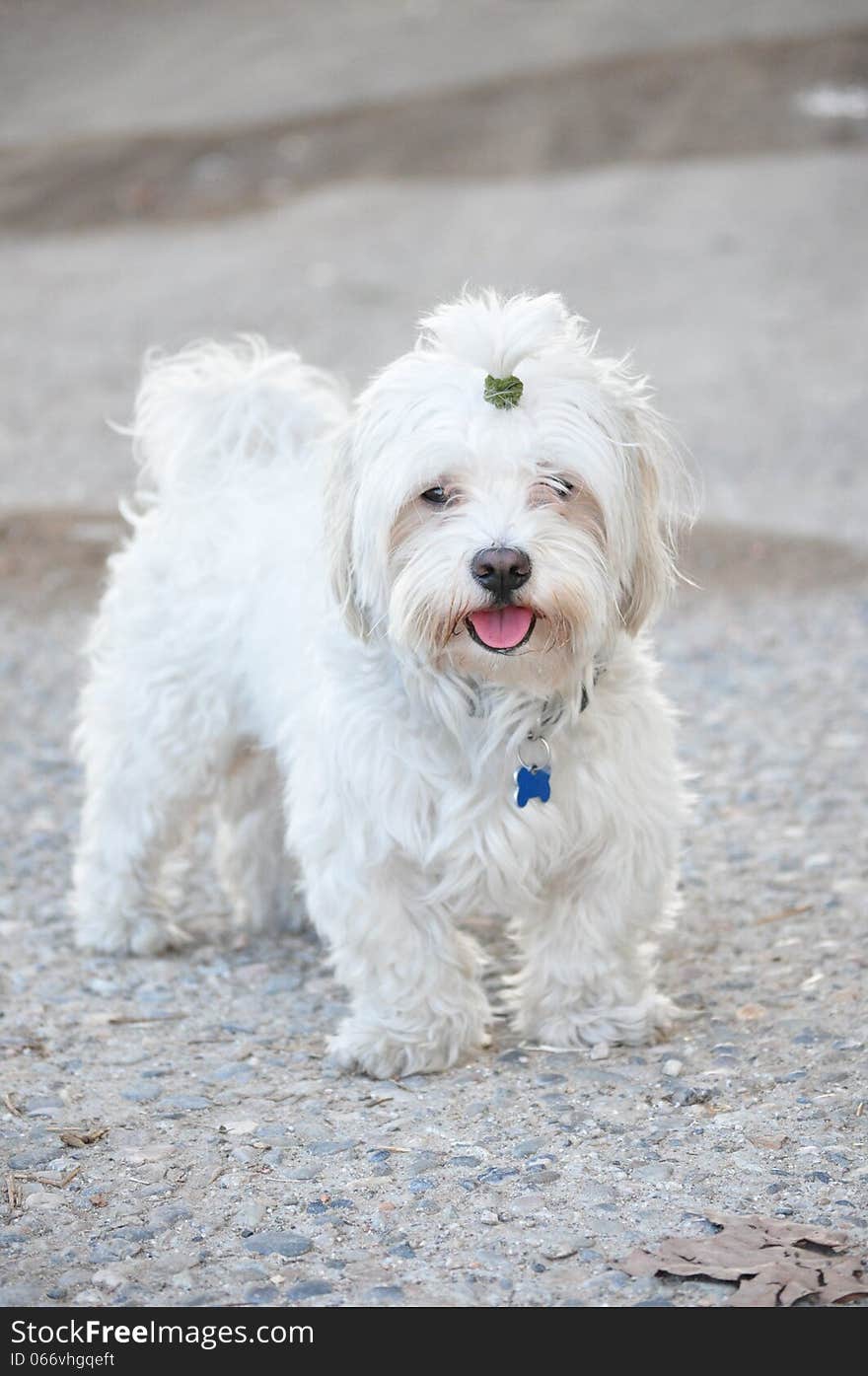 Bichon dog