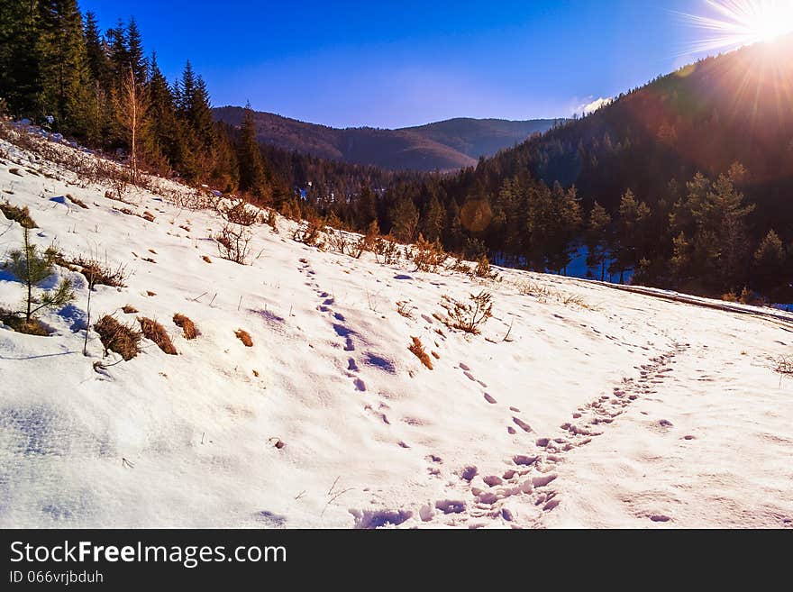 Winter mountain landscape. winding road that leads into the pine forest covered with snow. wooden fence stands near the road. Winter mountain landscape. winding road that leads into the pine forest covered with snow. wooden fence stands near the road.