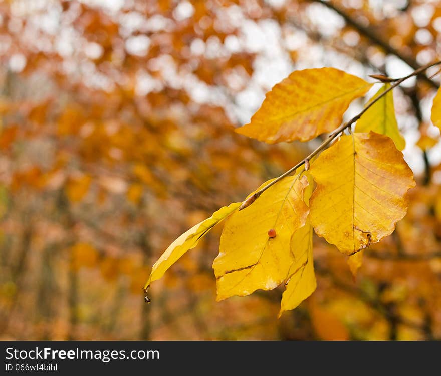 Autumn, yellowing leaves on a tree branch