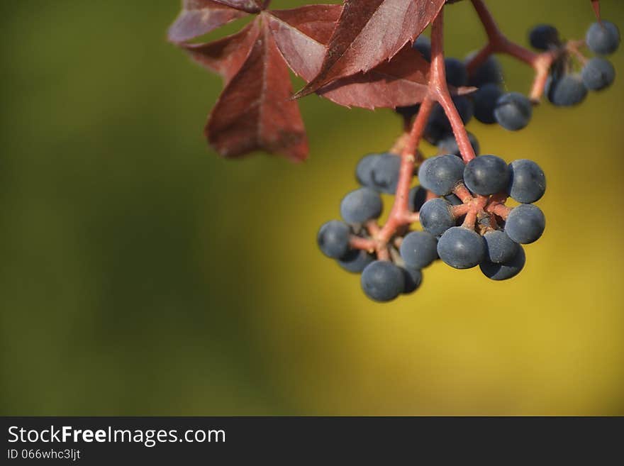 Berries of the Virginia creeper (Parthenocissus quinquefolia