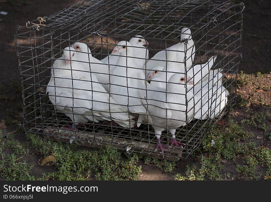 Dove white pigeons