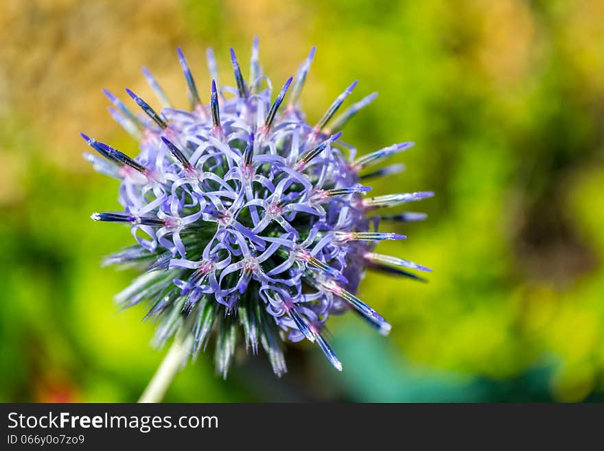 Thistle In Bloom