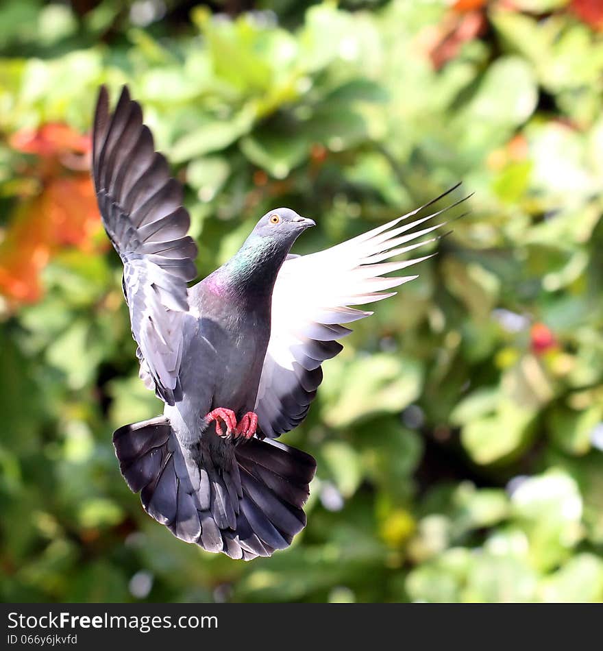 Flying pigeon in the natural