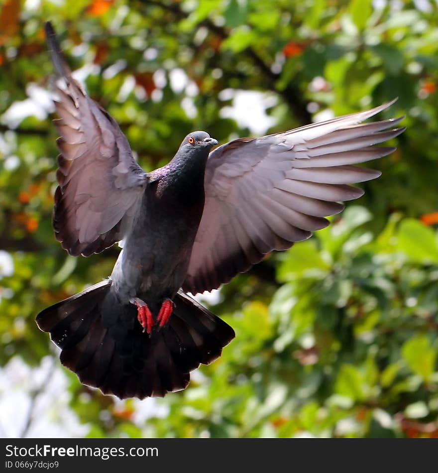 Flying pigeon in the natural