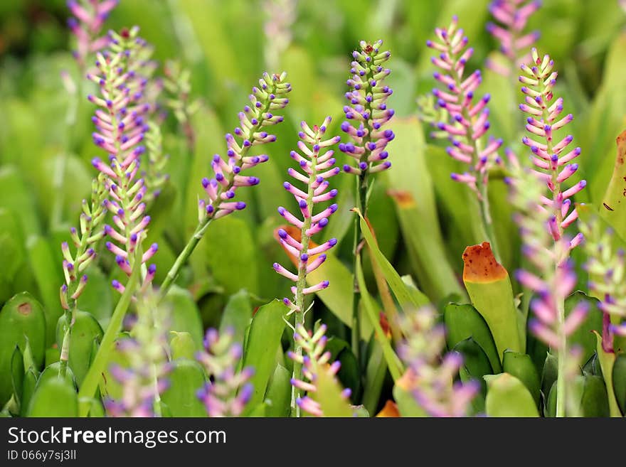 Pink blue Aechmea or bromeliad