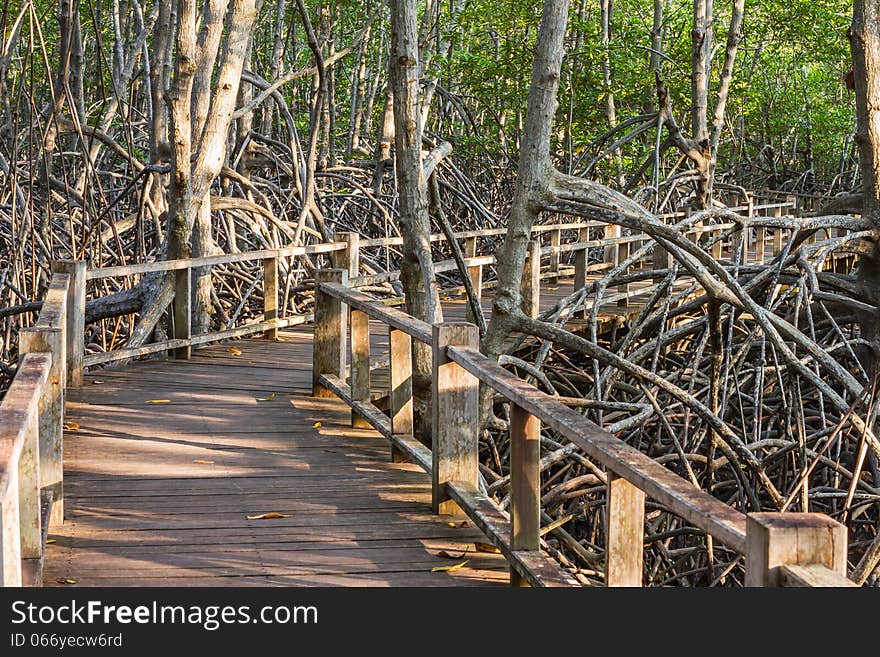 Boardwalk in mangrove forest