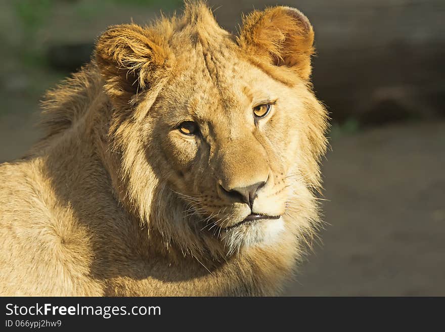 Close up view of young lion head. Horizontally. Close up view of young lion head. Horizontally.