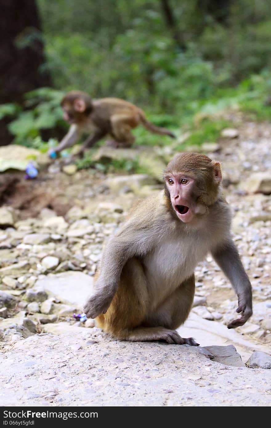 Young cute Indian monkey jumps. Young cute Indian monkey jumps.