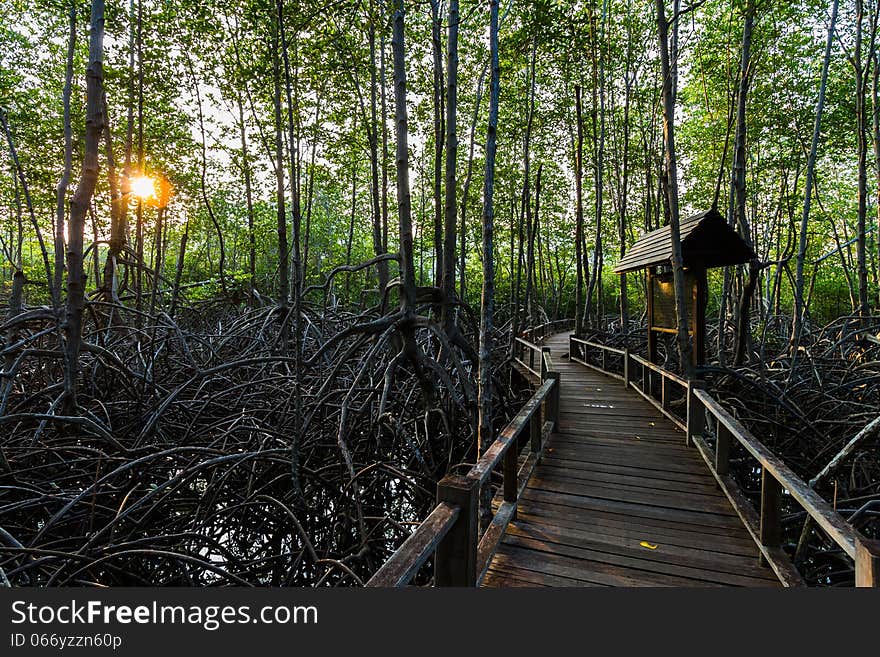 Wooden path is boardwalk in mangrove forest