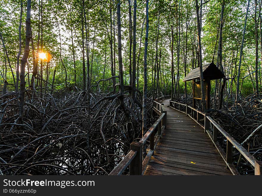 Boardwalk in mangrove forest