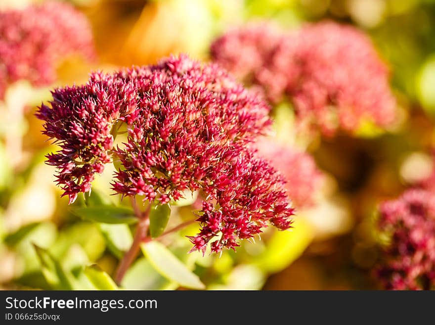 Autumn flower