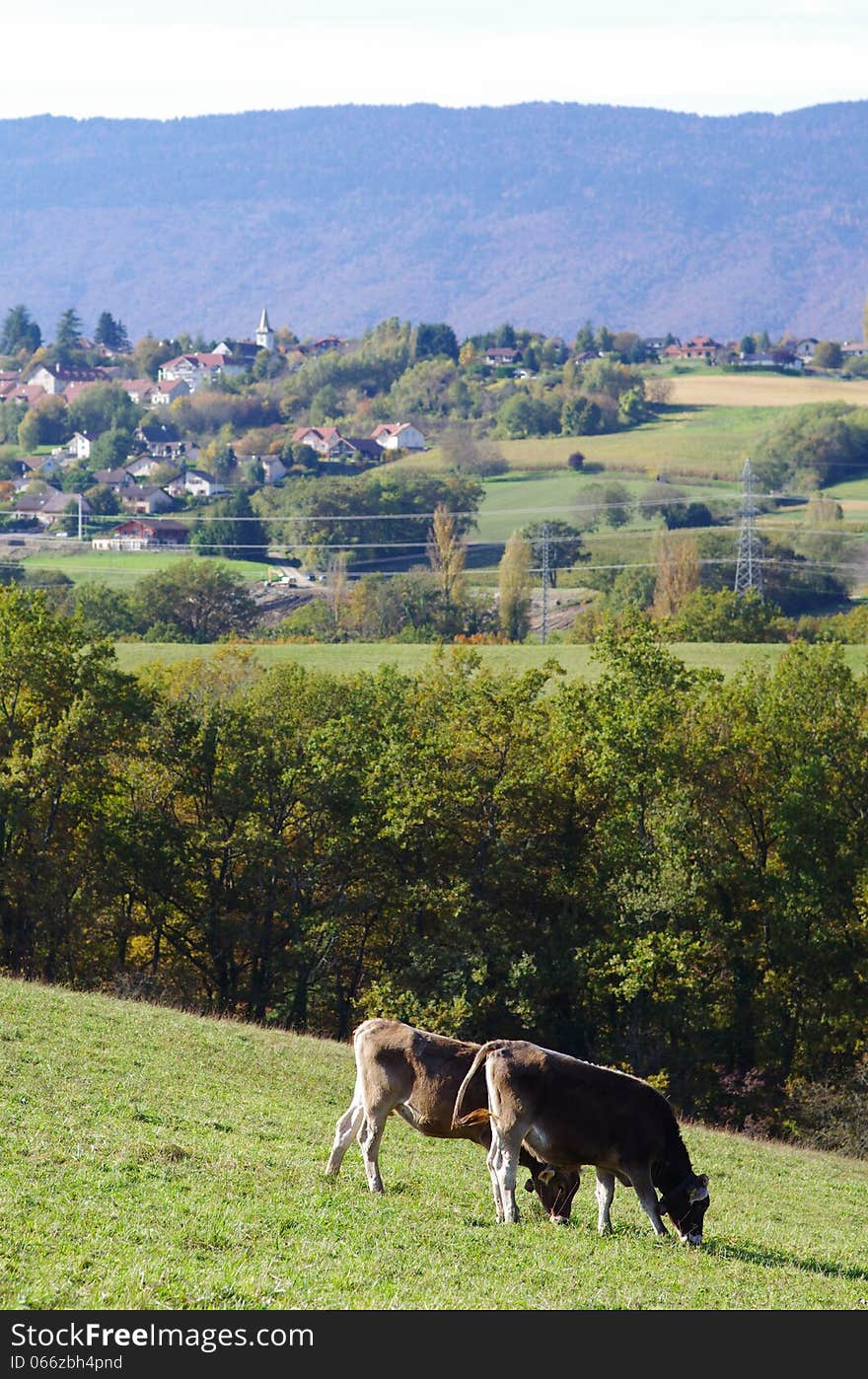 Swiss cows grazing in mountain meadow, vertical