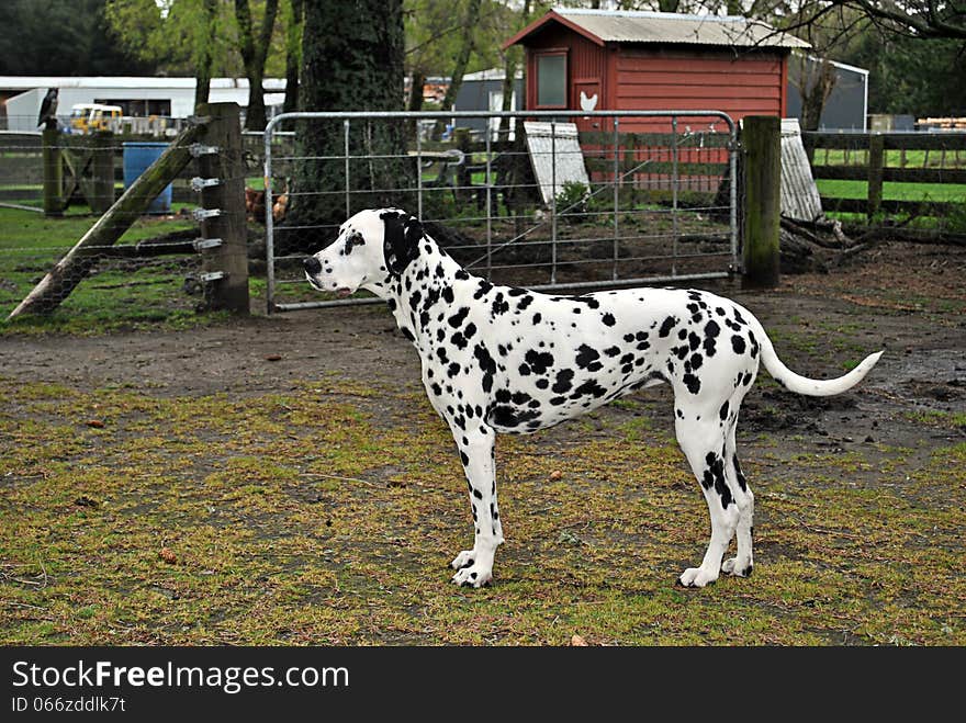 Side profile of a single male dalmation dog in front of a farm gate.