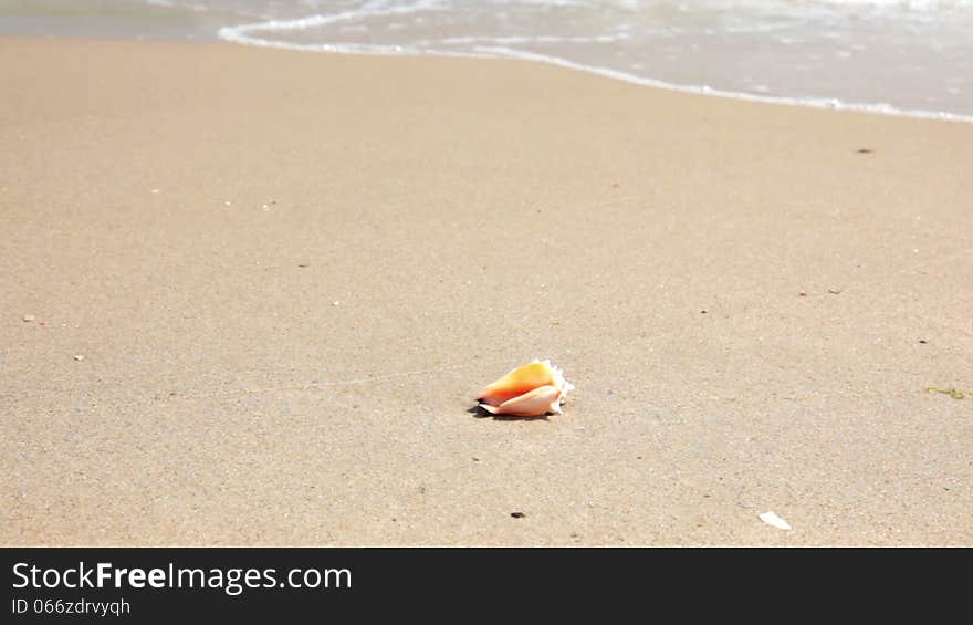 Beach. Fine white sand. View slides along the sea surf, past the seashells and stops on the two starfishes. Beach. Fine white sand. View slides along the sea surf, past the seashells and stops on the two starfishes