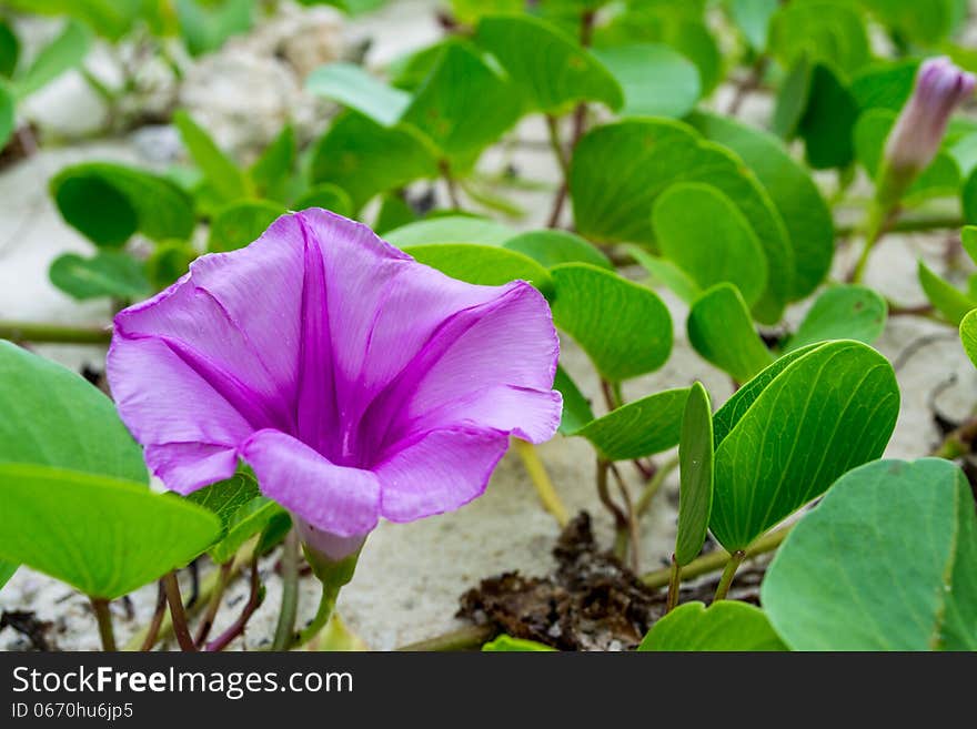 Ipomoea flowers