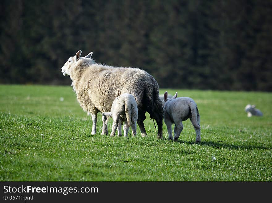 Scottish sheep