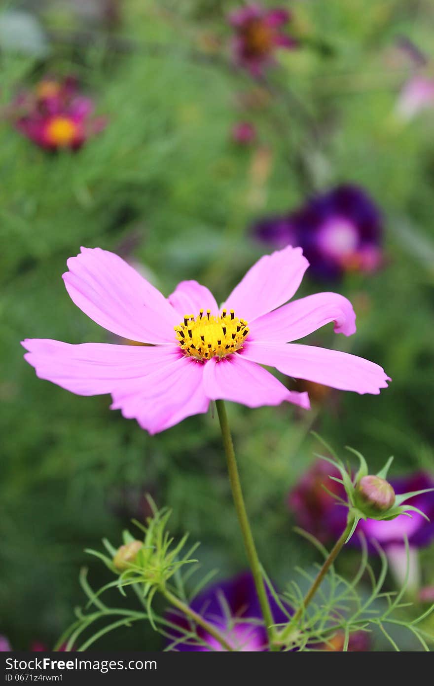 Beautiful flower of pink Dahlia