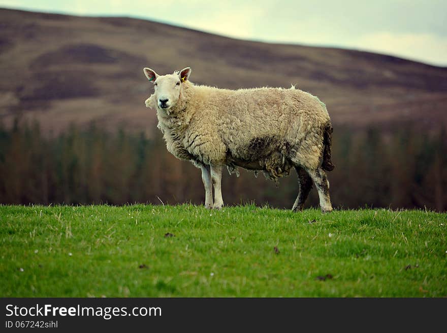 The beautiful sheep in a field in sunrise. The beautiful sheep in a field in sunrise