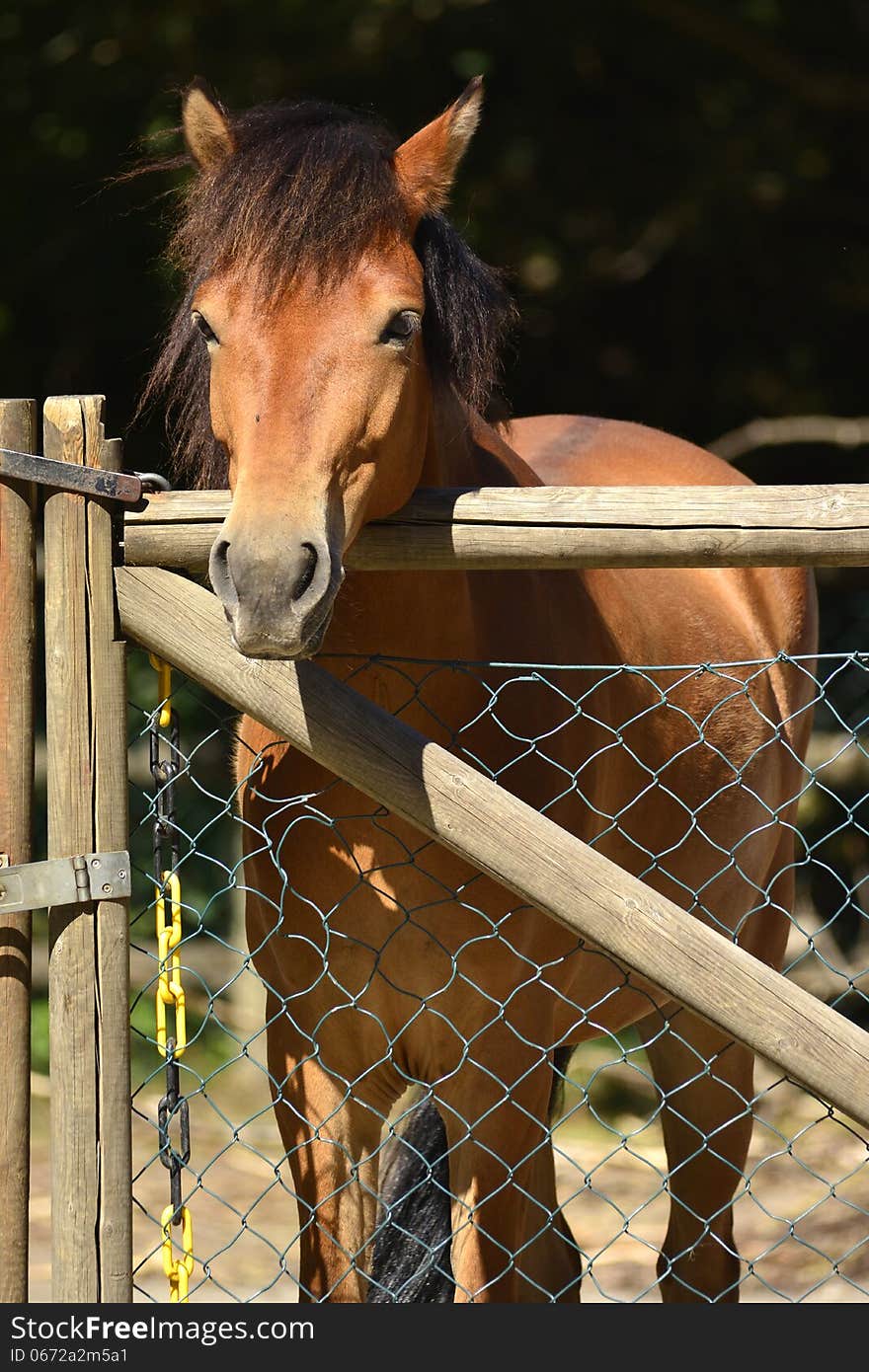 Brown horse looking over the gate