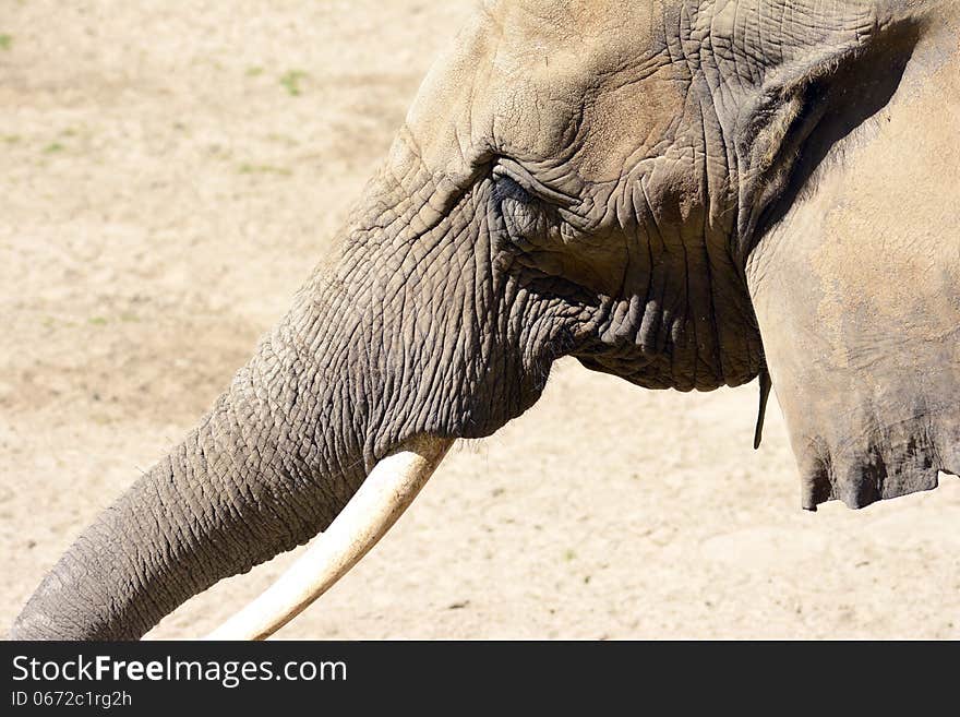 Elephant lift proud his trunk