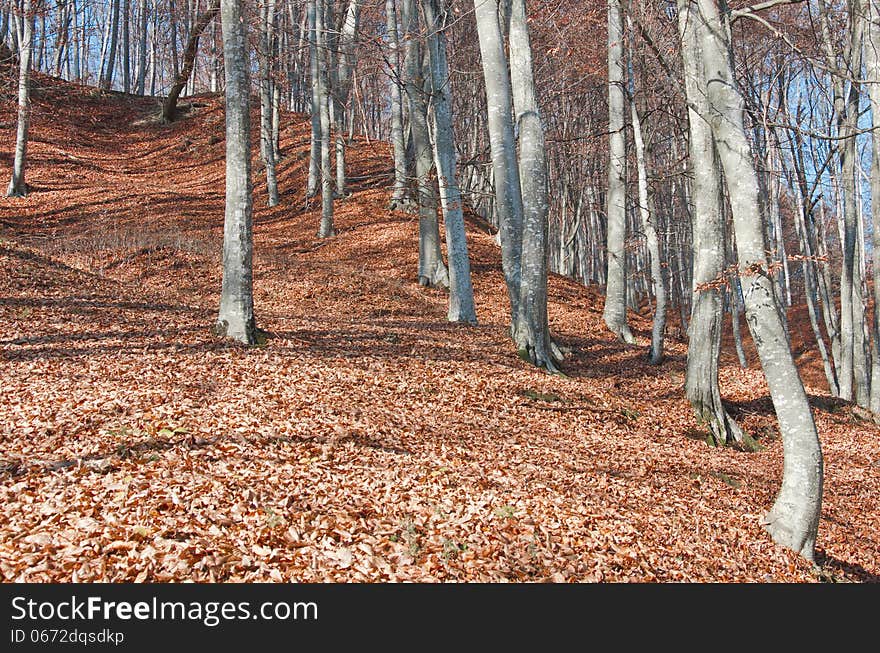 Beech forest landscape in an autumn day