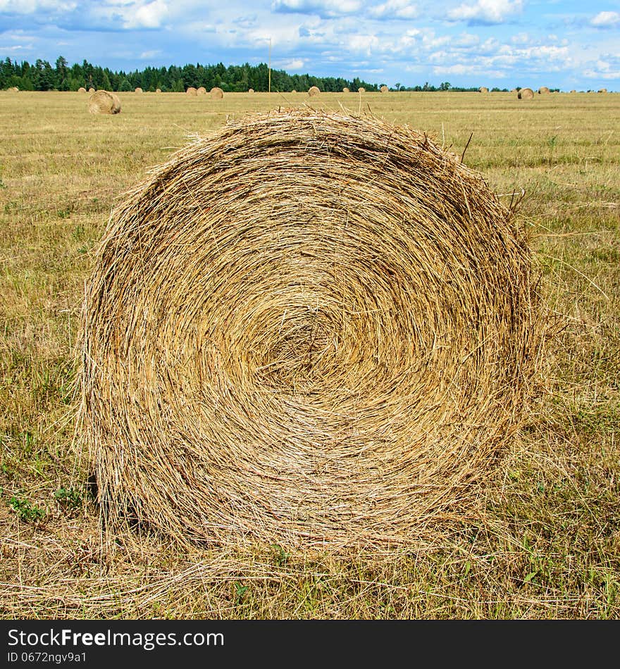 Round MOP of straw on the field after the harvest