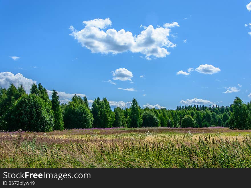 Blooming the forest meadow in the bright, Sunny day