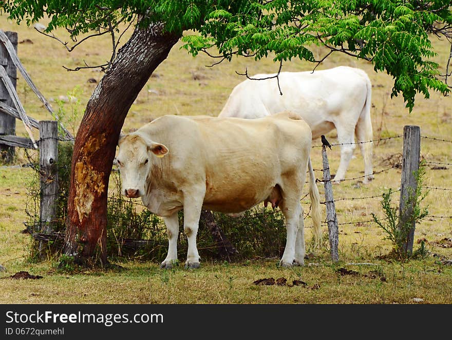 White Brahman breed cow rubbing on tree trunk bark