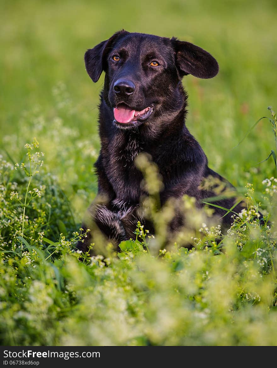 Portrait of a black dog in nature