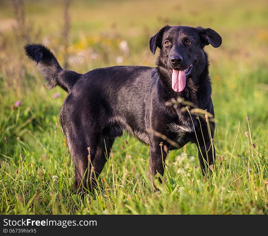 Portrait of a black dog in nature