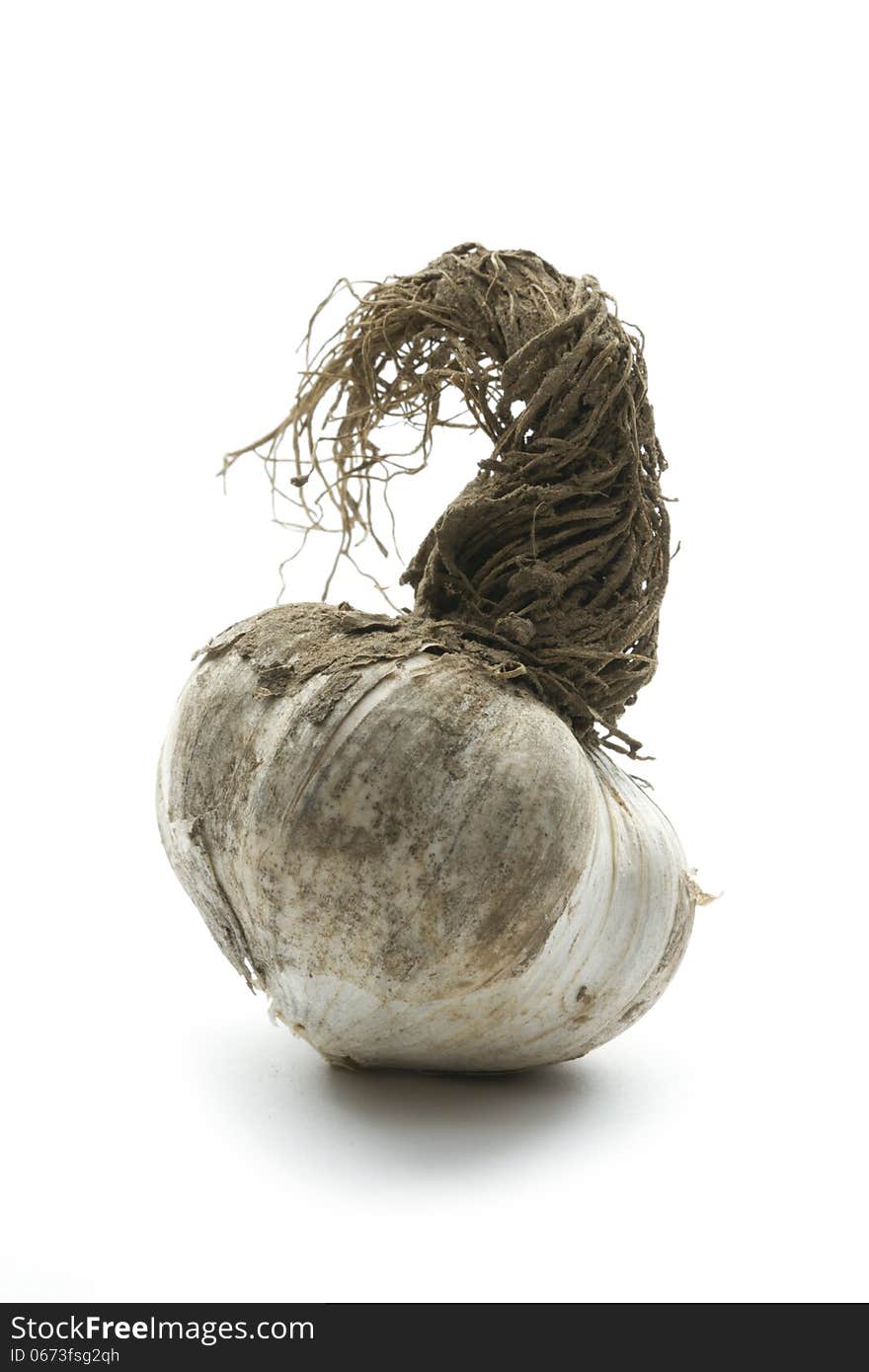 Organic garlic