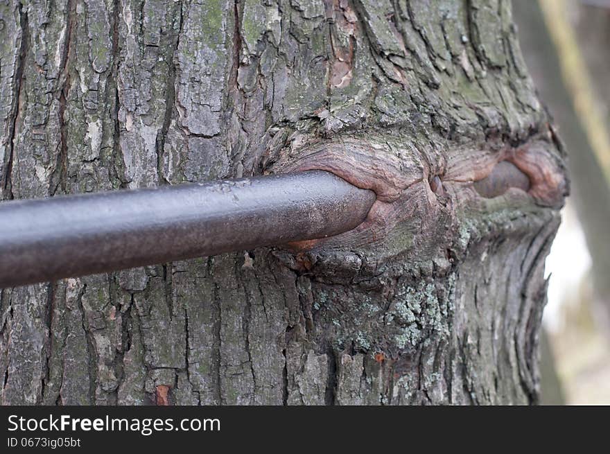 Iron intro tree trunk in forest