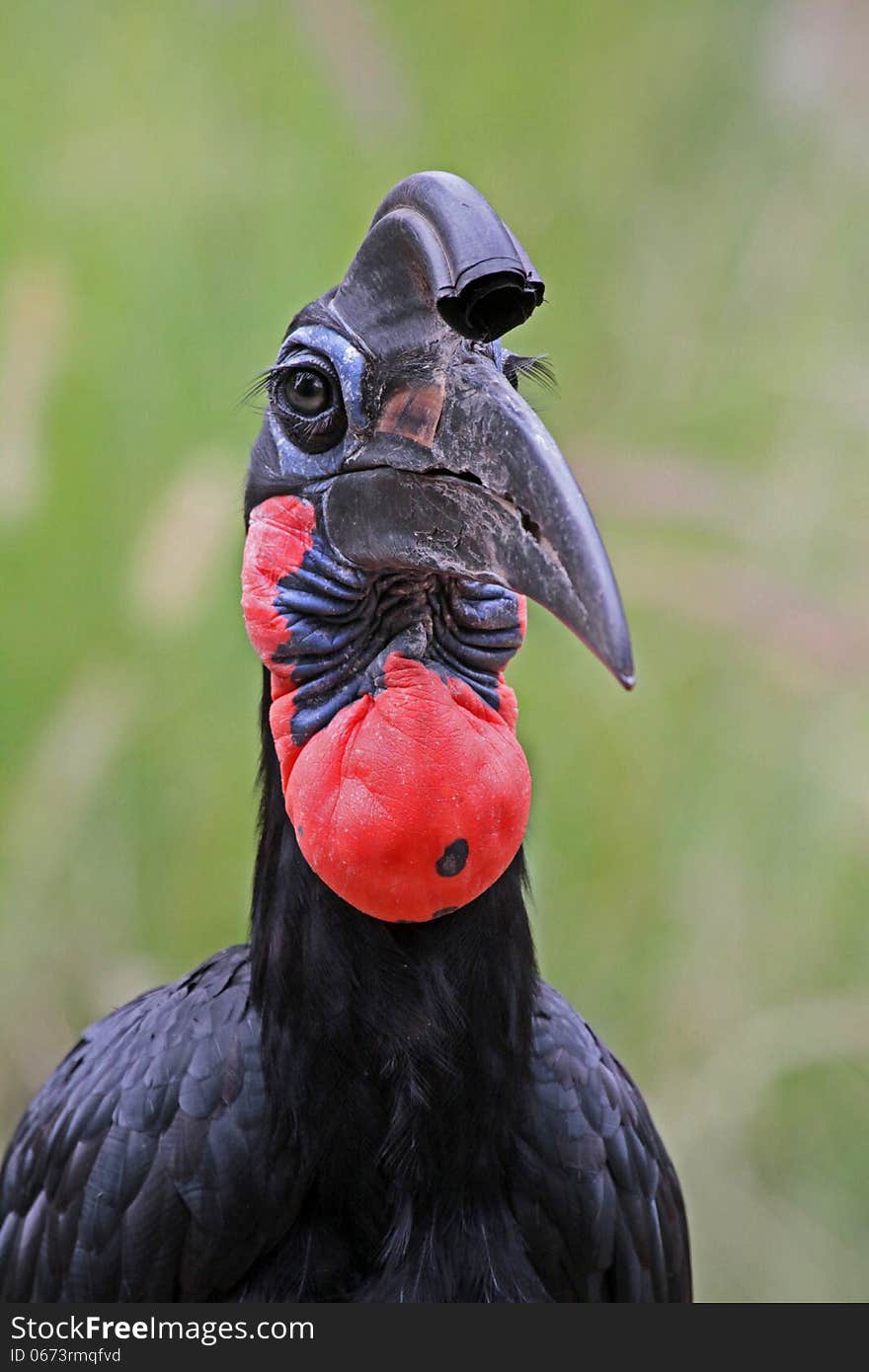 Close Up Detail of Abyssinian Ground Hornbill Male. Close Up Detail of Abyssinian Ground Hornbill Male